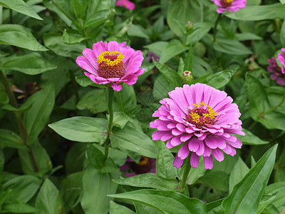 一朵花的花床 有平淡粉红的辛尼亚花朵 中间有一排花瓣图片