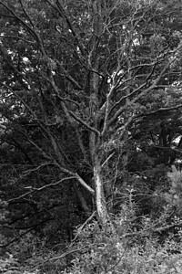 一棵枯死的树失去了叶子 黑与白图片