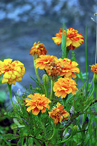 花朵与橙色花瓣以及绿色叶子的青芽 鲜花和盛花图片