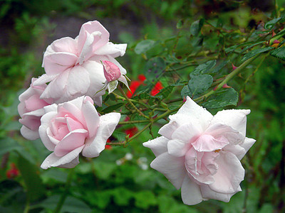 精细的奶油色玫瑰花 香味美香 最好的礼物f背景图片