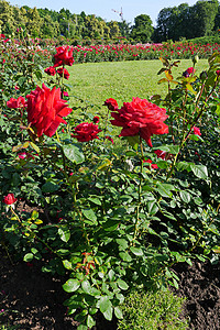 一大朵花床 灌着红玫瑰和中间绿草坪图片