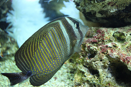 黄条形的美丽的彩色水族鱼慢慢F图片