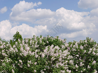 明亮芬芳的白色丁香花 散发着美丽的香气 生长在蓝天上缓缓漂浮的大片云朵的衬托下图片