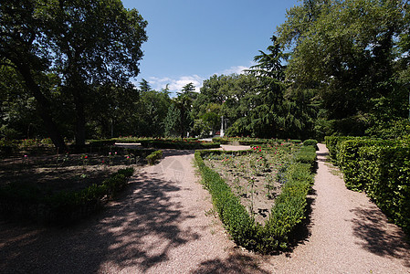 在一个植物园植树林间青春种植玫瑰花丛 在植物园中图片