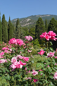 有大桃红色玫瑰的花圃以绿色落矶山脉为背景图片