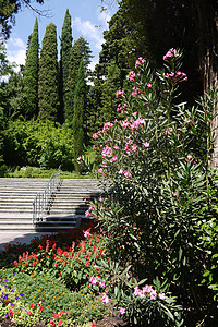 老人公园散步楼梯和树丛的风景与粉红色花朵相伴而生背景