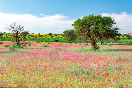 南非荒野中布满了卡拉哈里沙漠爬行者树木花朵植物干旱植被野生动物公园生长晴天背景图片