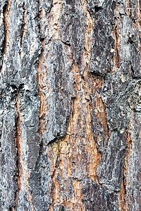 松树干树皮的纹理木材腐蚀风化窗饰皮肤宏观木工墙纸控制板木制品图片