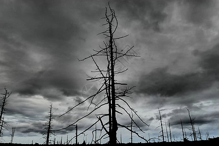 死森林 死木在多云的气候下燃烧图片