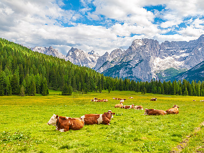 高山牛群栖在绿草地上 意大利多洛米特山峰的景观牛奶农场岩石远足农村场地森林动物草原牧场图片