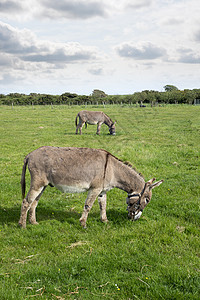 两头驴在田野中放牧图片