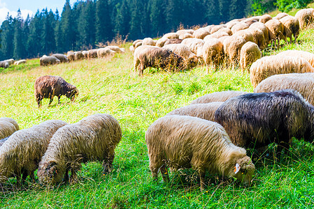 山坡上一片绿草地上的一大批羊群图片