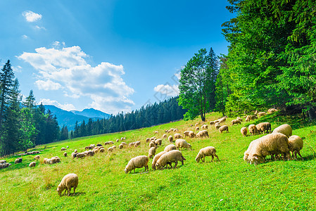 山坡和山上草原上的绵羊群图片