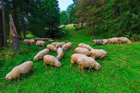 在森林附近的绿草地上牧羊群长毛羊群图片