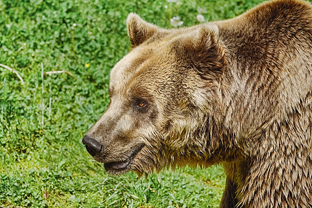 熊的肖像亚纲皮毛真熊哺乳动物棕熊形目独居食肉棕色大动物图片