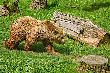 熊在草坪上散步棕熊亚纲昼夜捕食者哺乳动物动物草地动物群皮毛图片