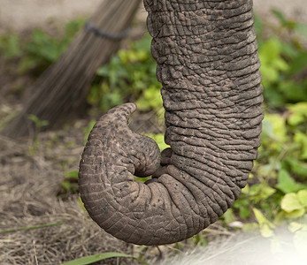 大象鼻子靠近非洲大象树干背景