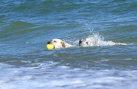 两只甜蜜的黄色拉布拉多 带着玩具在海中游泳猎犬太阳白色天空海滨宠物朋友晴天波浪图片