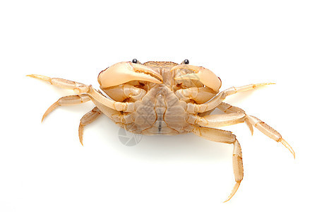 在白背景中孤立的螃蟹荒野生活野生动物红色动物贝类甲壳烹饪海洋小龙虾图片