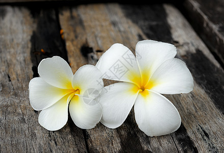 林木上的热带花朵雌蕊桌子香气树叶季节香水鸡蛋花花园植物温泉图片