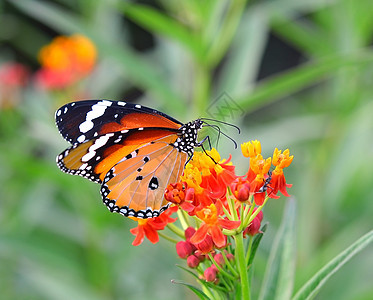 橙花上的蝴蝶翅膀向日葵花园黄色君主绿色昆虫橙子自然图片