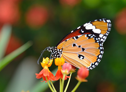 在花园的橙花上蝴蝶君主绿色翅膀向日葵昆虫自然橙子黄色图片
