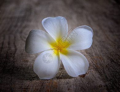 木头上的freangipani花瓣香气花园黄色植物白色温泉亚热带鸡蛋花热带图片