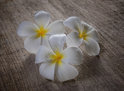 木头上的freangipani花瓣花园热带香水植物白色温泉香气鸡蛋花亚热带图片
