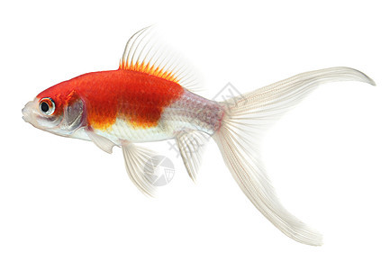 白底白底孤立的金金鱼鲤鱼水族馆游泳海洋白色橙子鱼缸热带动物金鱼图片