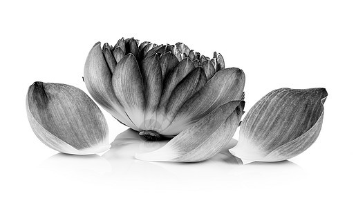 黑白花瓣白色植物黑色装饰品图片