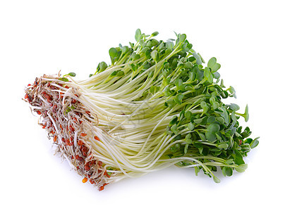 Kaiware 树苗 日本蔬菜或白色背面灰色水壶绿色种子植物饮食食物图片