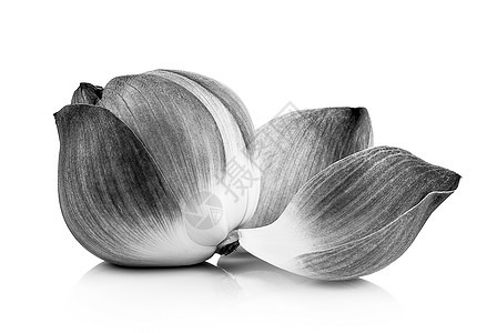 黑白花瓣黑色白色装饰品植物图片