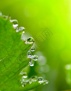 雨后春天在草地上下鸭子绿色植物宏观叶子花园背景图片