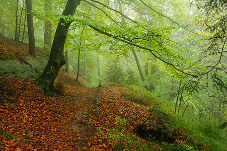 秋季色彩美丽的林区季节植被绿色木头叶子地面天气树木荒野薄雾图片