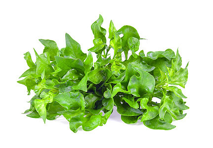 白色背景上孤立的水晶体绿色水芹叶子农业植物沙拉食物草本植物蔬菜图片