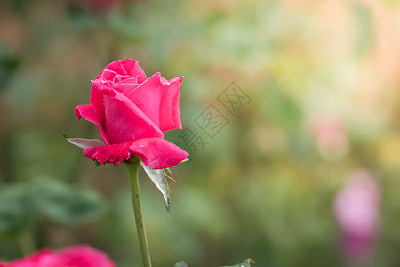 花园里的玫瑰花绿色植物群日光树叶情人花瓣玫瑰粉色图片