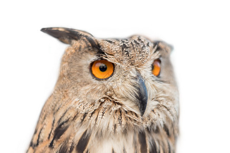 在孤立的白色背景上的皇家猫头鹰警报眼睛捕食者棕色动物野生动物生物荒野脊椎动物羽毛图片