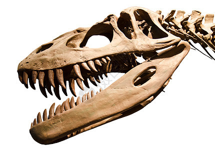 白孤立背景上的恐龙骨骼层图片