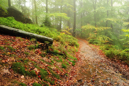 秋季色彩美丽的林区地面薄雾植被下雨阴影树木叶子绿色季节苔藓图片