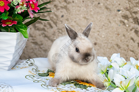 春天花圈附近的复活节兔子 小矮人兔子坐着哺乳动物好奇心白色灰色花瓶动物宠物花束婴儿毛皮图片