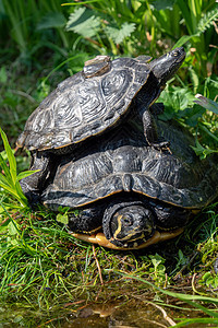 红皮滑板组热带化学品 在草地上喷洒宠物情调动物动物群异国荒野水龟乌龟螨科盔甲图片