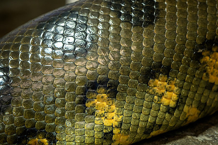 有关 al 的大型Anaconda蛇皮肤的详细信息图片