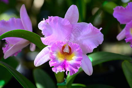 粉红色黄兰花花园艺兰花花园植物群黄色图片