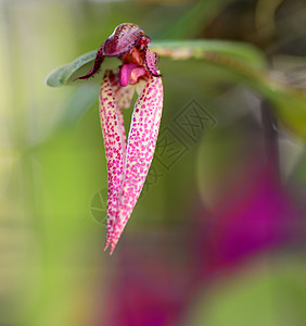 粉红色黄兰花花黄色花园兰花园艺植物群背景图片