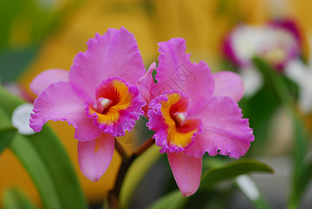 粉红色黄兰花花兰花植物群花园黄色园艺背景图片