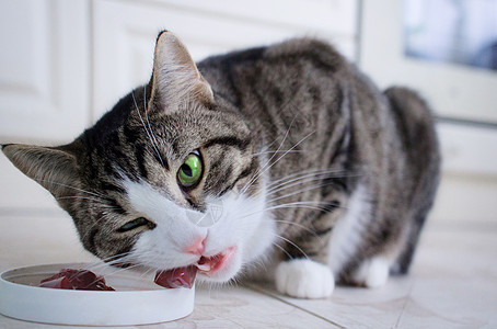 有多色眼睛的家猫吃食碗里的肉肉图片