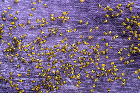 新生蜘蛛的殖民地 一捆亚拉尼乌斯二头目蜘蛛网络绿色捕食者宏观团体野生动物织物婴儿黄色紫色图片