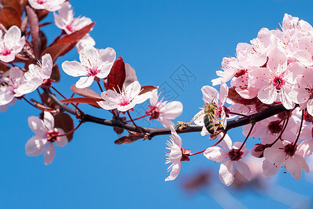 粉红樱花上的蜜蜂 春花背景的斑块上樱花花瓣蓝色阳光枝条公园花园天空植物群太阳图片