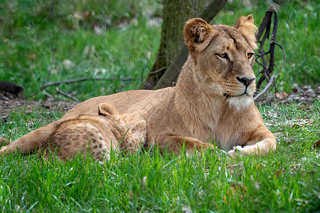 刚果狮子动物哺乳动物捕食者睡眠幼崽动物群金子女性猫科大草原图片