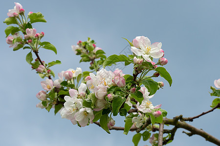 蓝天背景的苹果花朵 春花花图片